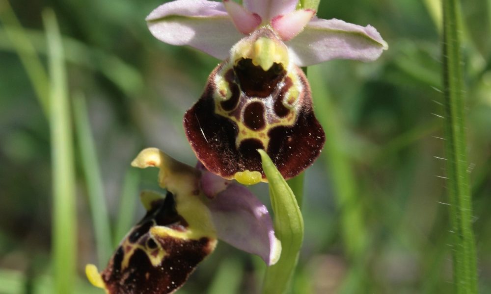 LE ORCHIDEE SPONTANEE