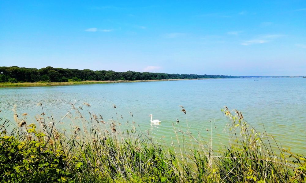 Il Verde Dietro il Mare