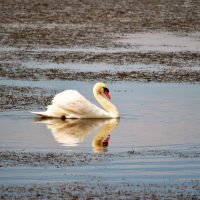 Cigno