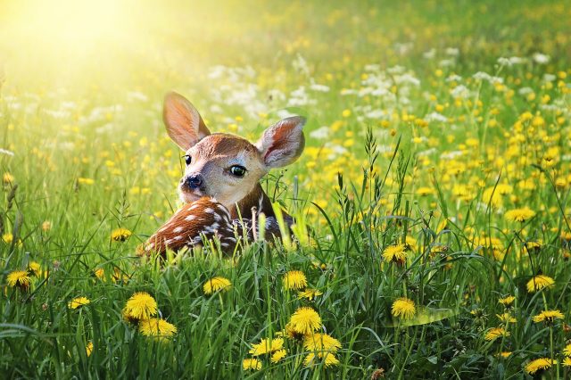 CERVO, DAINO O CAPRIOLO?  PERCHE’ E’ VIETATO TOCCARE I CUCCIOLI?