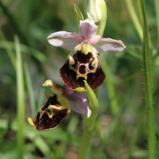 LE ORCHIDEE SPONTANEE