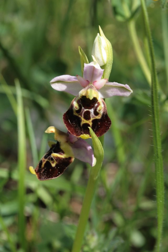 LE ORCHIDEE SPONTANEE