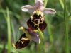 LE ORCHIDEE SPONTANEE