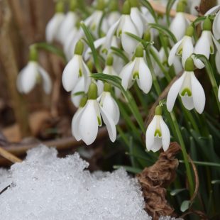IL BOSCO INVERNALE